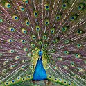slides/IMG_1183.jpg peacock, peafowl, bird, wildlife, unfurling, displaying, opening, wheel, train, plumage, display, feather, colour, bird park, kuala lumpur, malaysia SEAK12 - Peacock, Bird Park, Kuala Lumpur, Malaysia